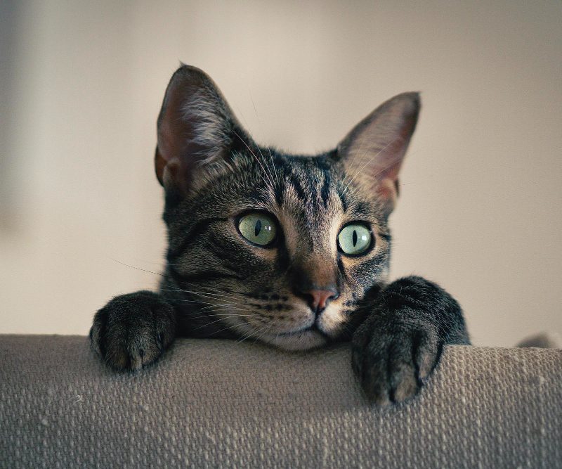 Populiariausi kačių vardai – kaip keičiasi augintinių mados?