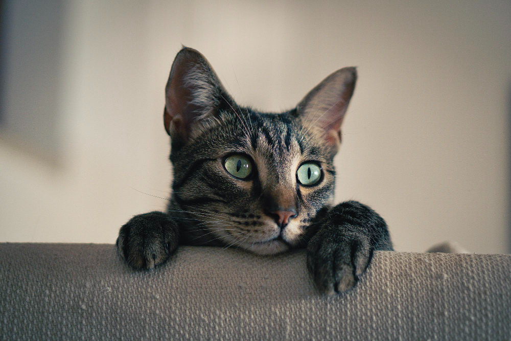 Populiariausi kačių vardai – kaip keičiasi augintinių mados?