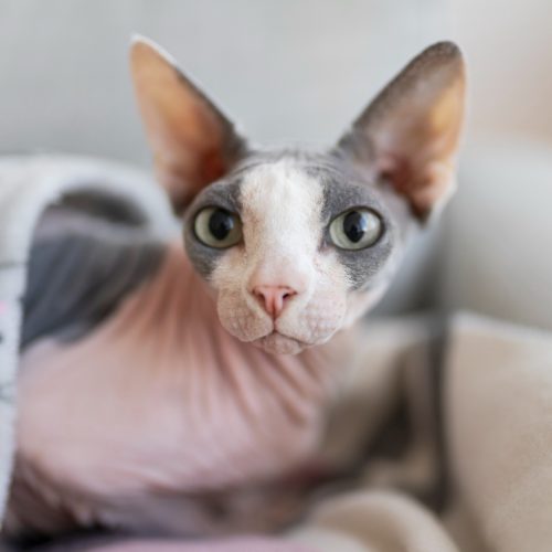 Retos kačių veislės – pažinkite išskirtinius murklius