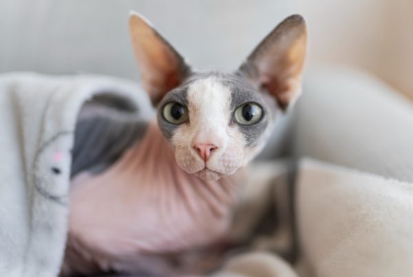 Retos kačių veislės – pažinkite išskirtinius murklius