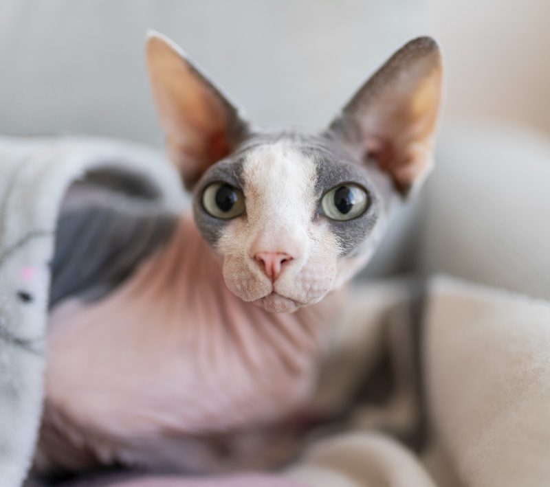 Retos kačių veislės – pažinkite išskirtinius murklius