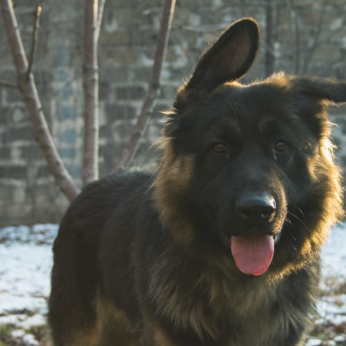 Rytų Europos aviganis – stiprus, ramus ir ištikimas sargas