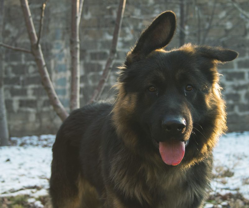 Rytų Europos aviganis – stiprus, ramus ir ištikimas sargas