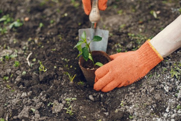 Sodo darbų kalendorius: ką sodinti ir kada?
