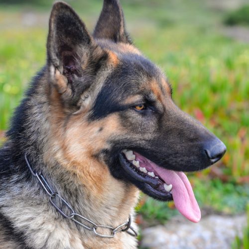 Vokiečių aviganis – ne tik protingas, bet ir lojalus šuo