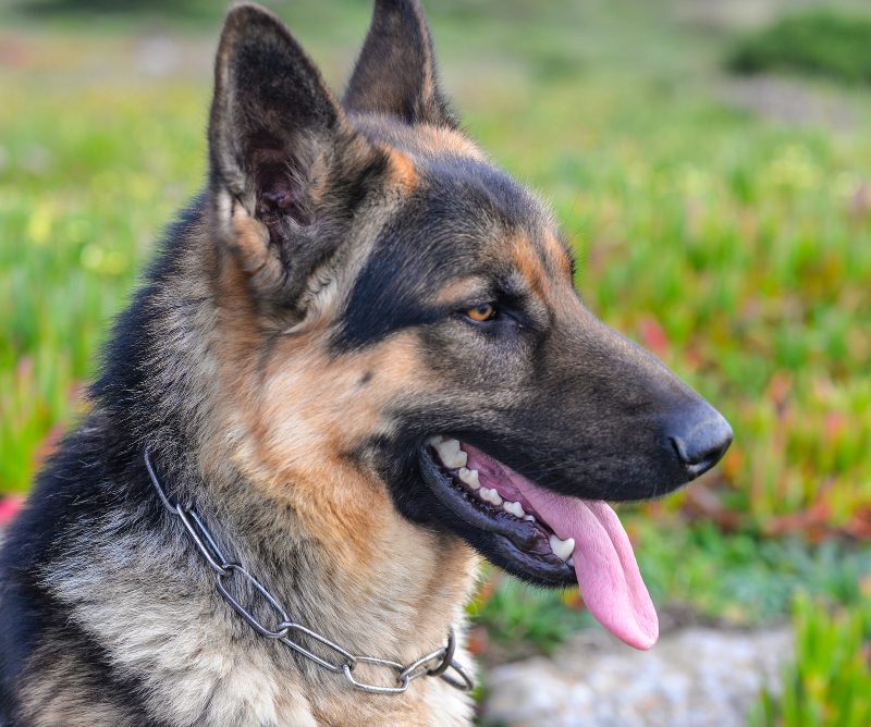 Vokiečių aviganis – ne tik protingas, bet ir lojalus šuo