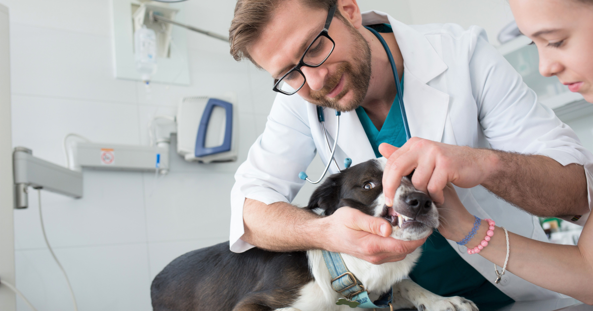 Šunų skiepijimas: pilnas gidas – kokie skiepai būtini ir kodėl neverta atidėlioti?